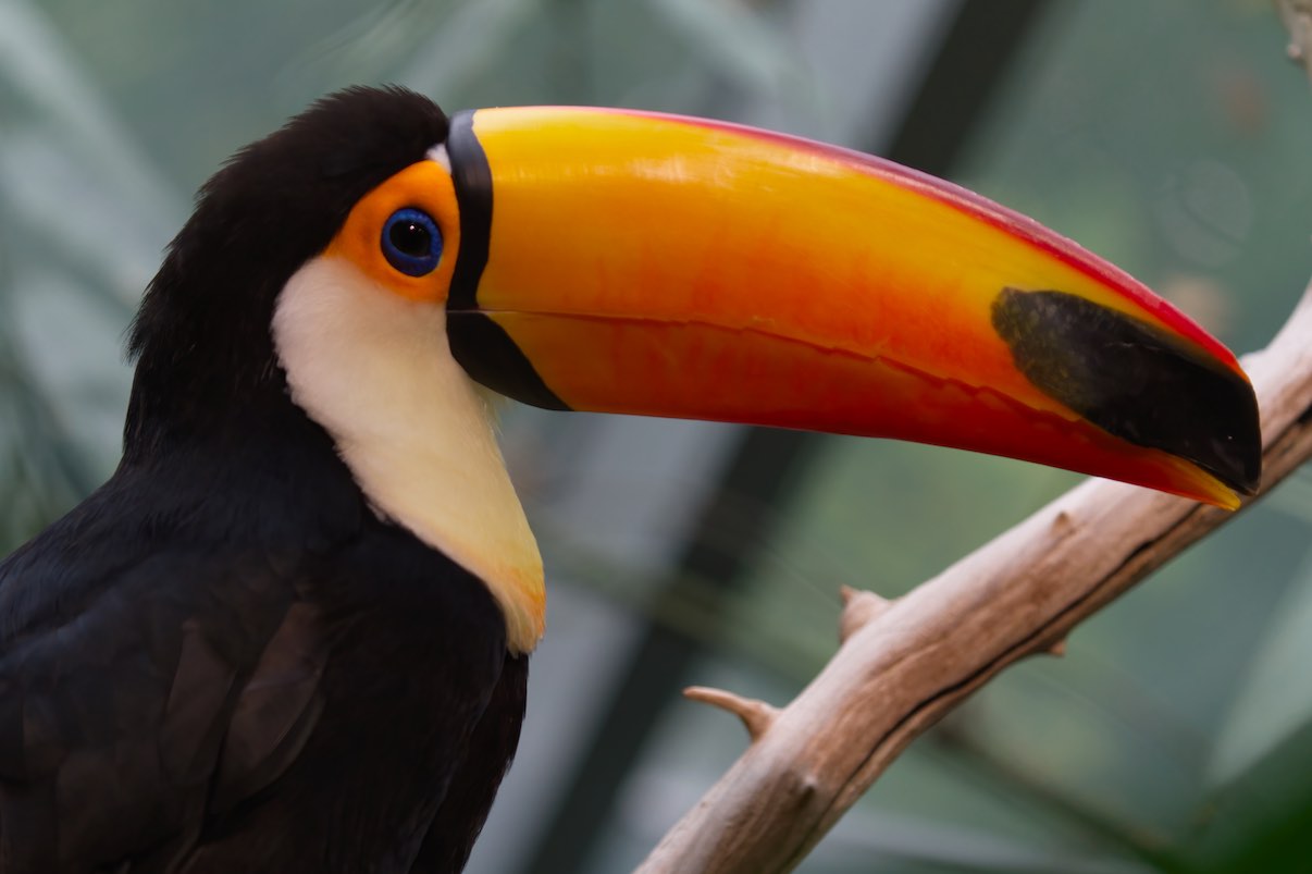 Toucan 3 1006